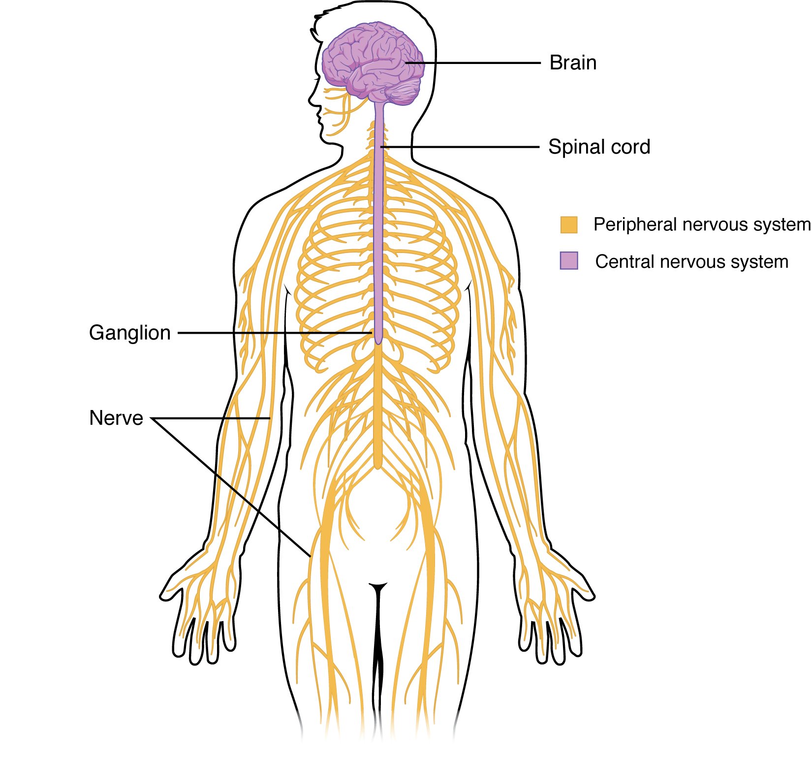 Structure Nervous System